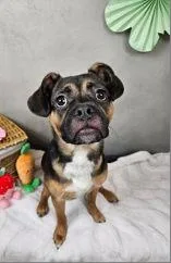 An adult small-sized male Pug dog named Milo for adoption in Portland, ME