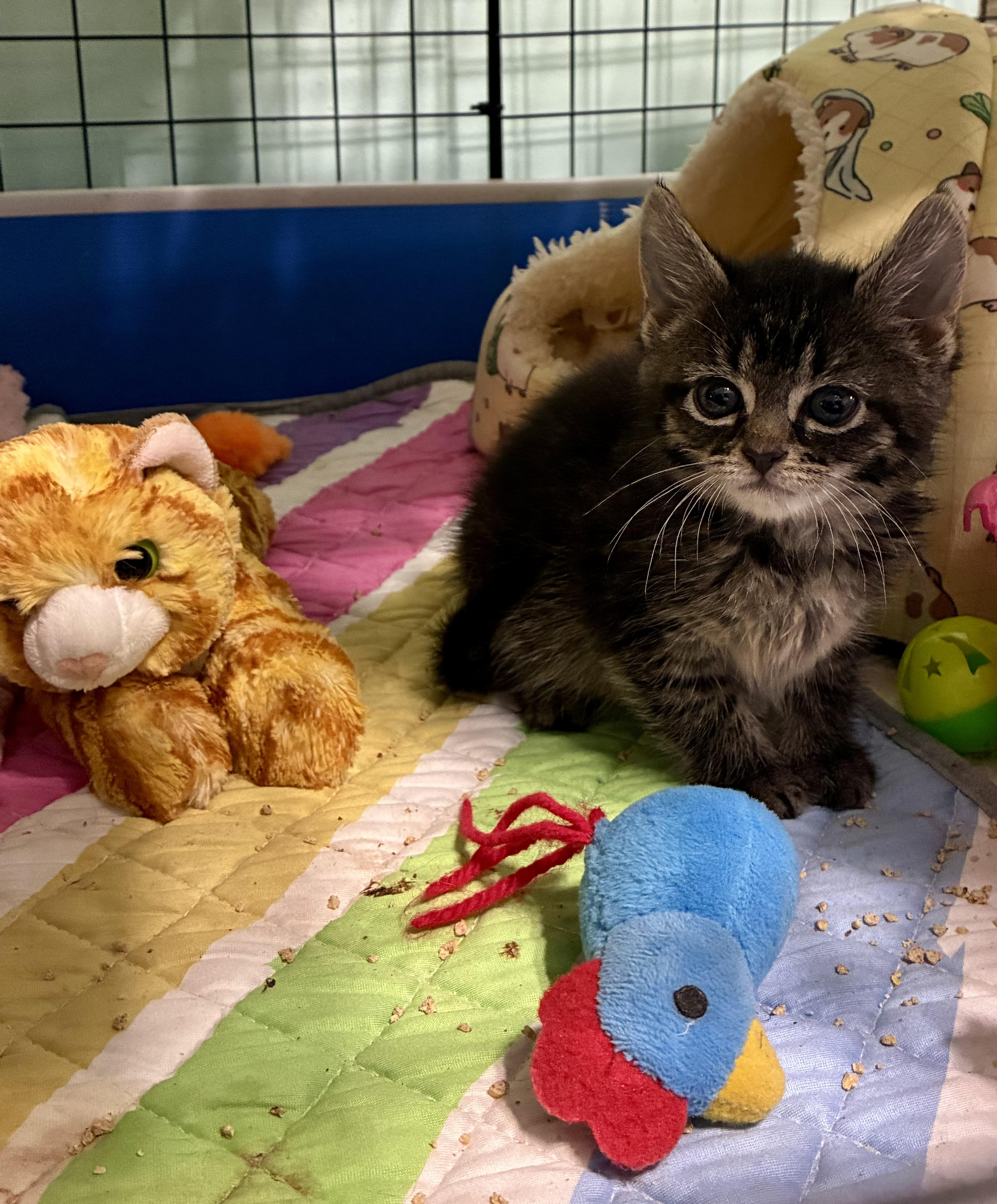A baby medium-sized female Tabby cat named Harper for adoption in Clifton, NJ