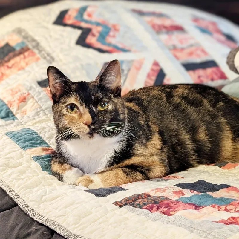 A young medium-sized female Domestic Short Hair cat named Zezi for adoption in Forest, VA
