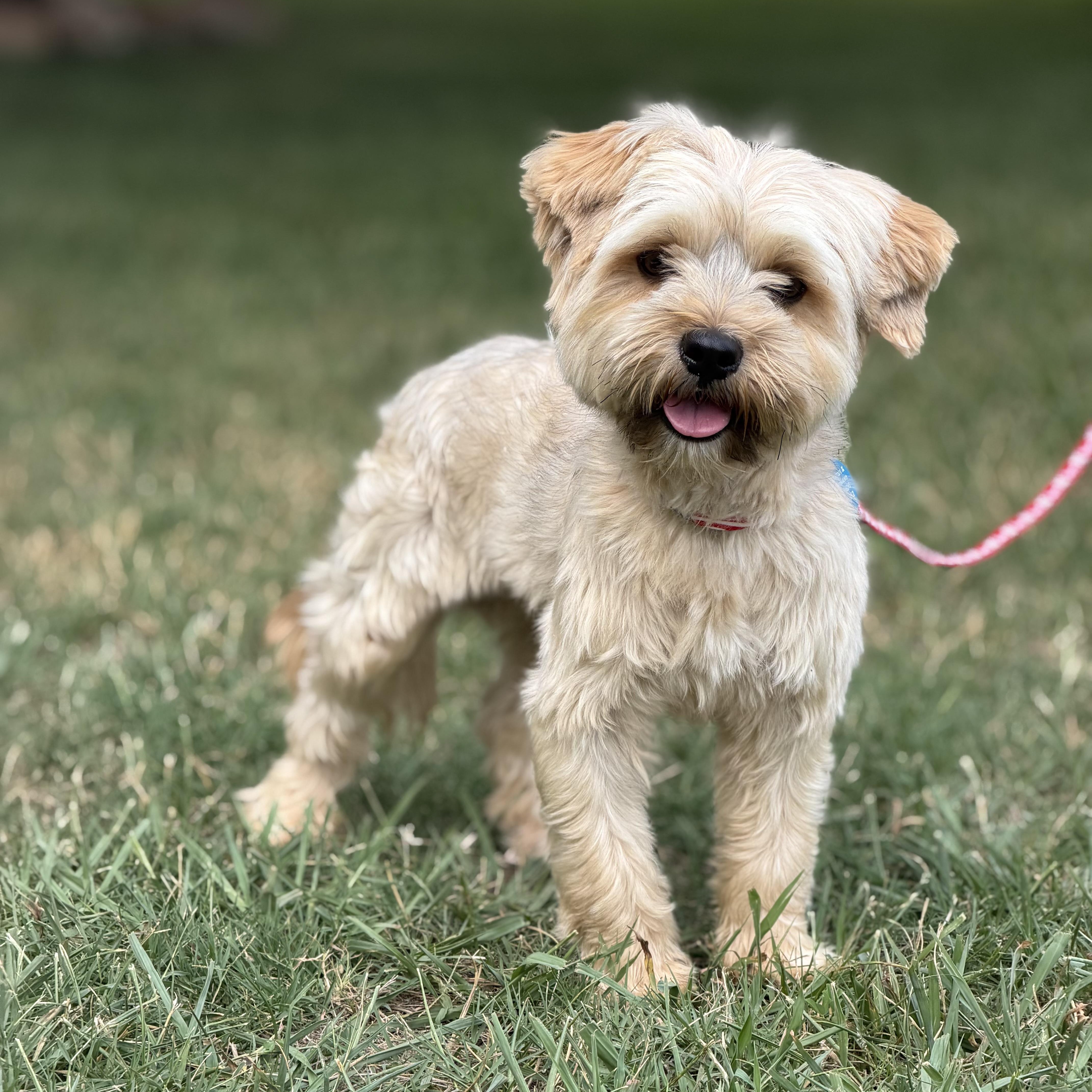 A young small-sized male Yellow / Tan / Blond / Fawn Yorkshire Terrier dog named Milo for adoption in Greensboro, NC