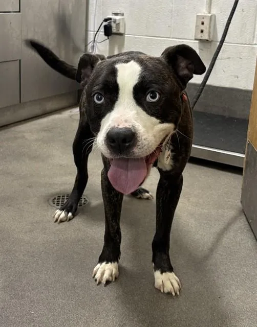 A young medium-sized male Pit Bull Terrier dog named Kilo for adoption in Upper Marlboro, MD