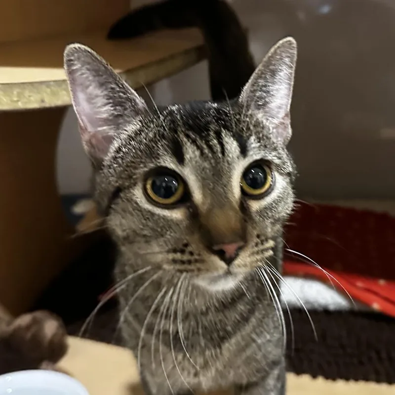 A young medium-sized female Brown / Chocolate Domestic Short Hair cat named Ozzie for adoption in Washington Township, OH