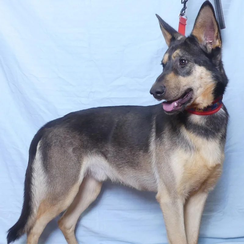 Buckshot thumbnail 4