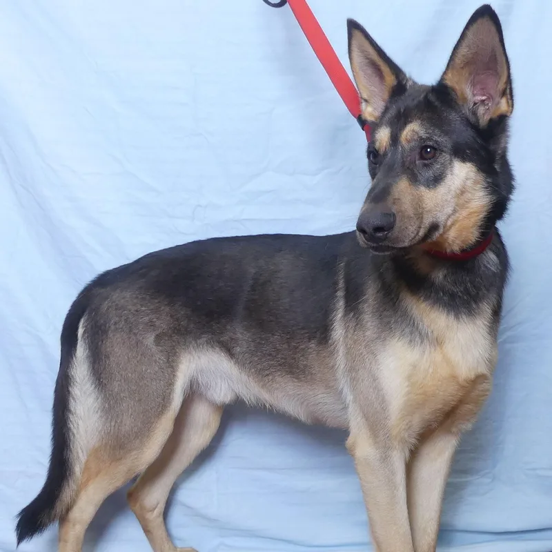 Buckshot thumbnail 5