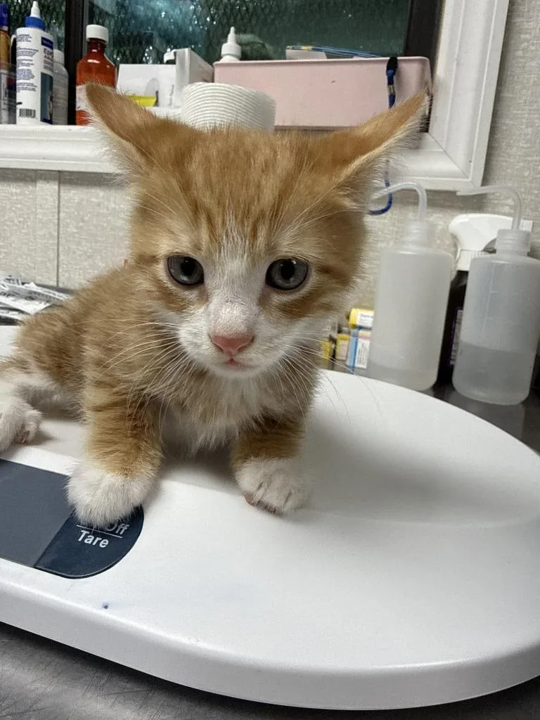 A baby medium-sized male Domestic Short Hair cat named Dale Jr. for adoption in Pomona, NY