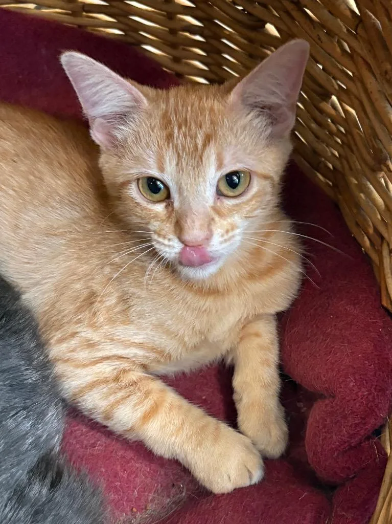 A baby medium-sized female Domestic Short Hair cat named Emilia for adoption in Little Rock, AR
