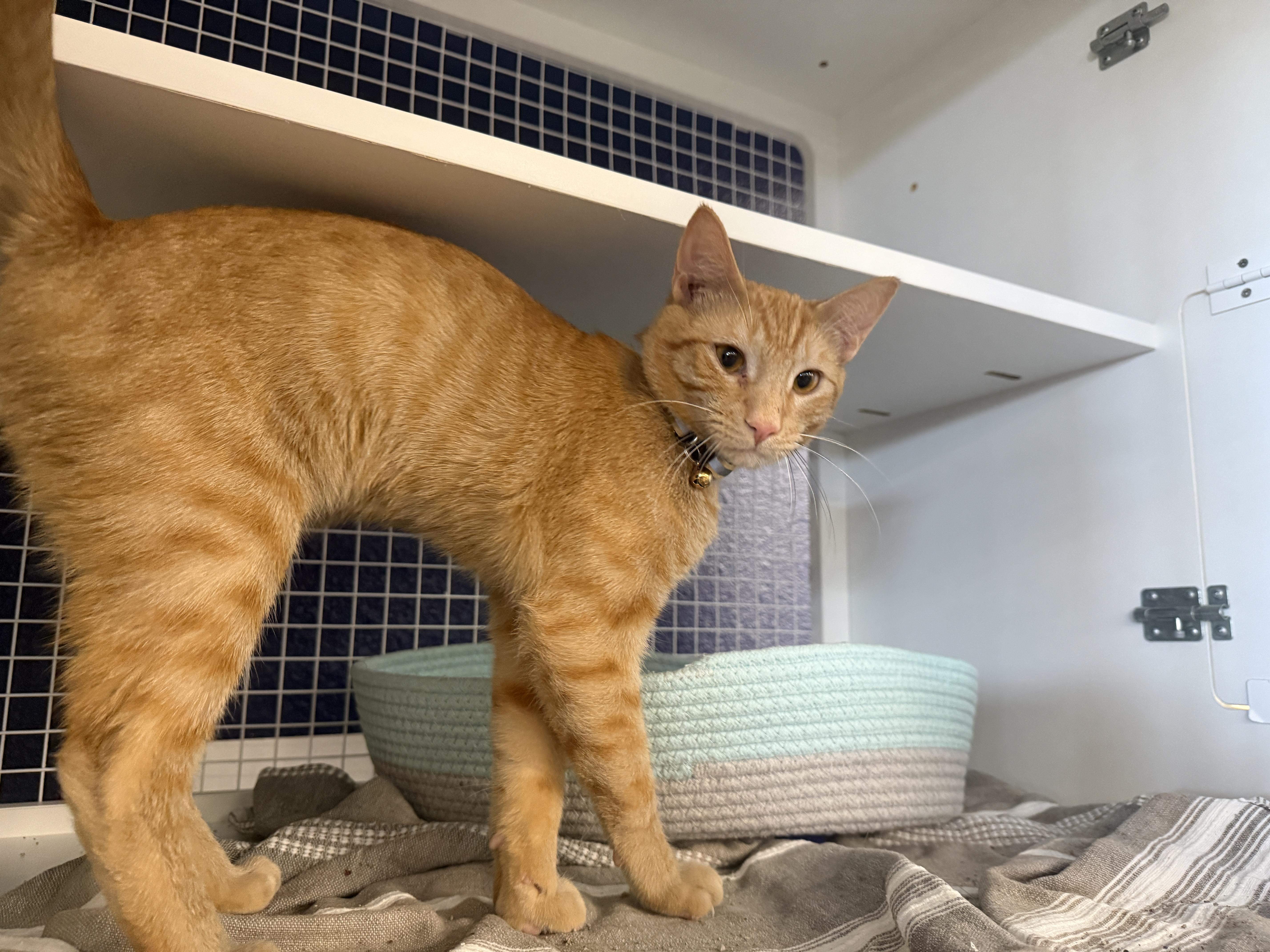An adult medium-sized male Domestic Short Hair cat named Salmon for adoption in Oceanside, CA