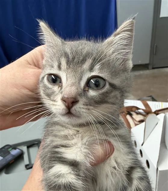 A baby medium-sized female Domestic Short Hair cat named Tyson for adoption in Dallas, TX