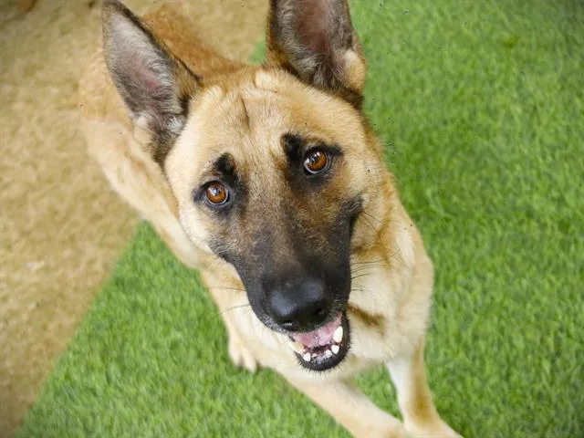 An adult medium-sized female German Shepherd Dog dog named Sheba for adoption in Tallahassee, FL
