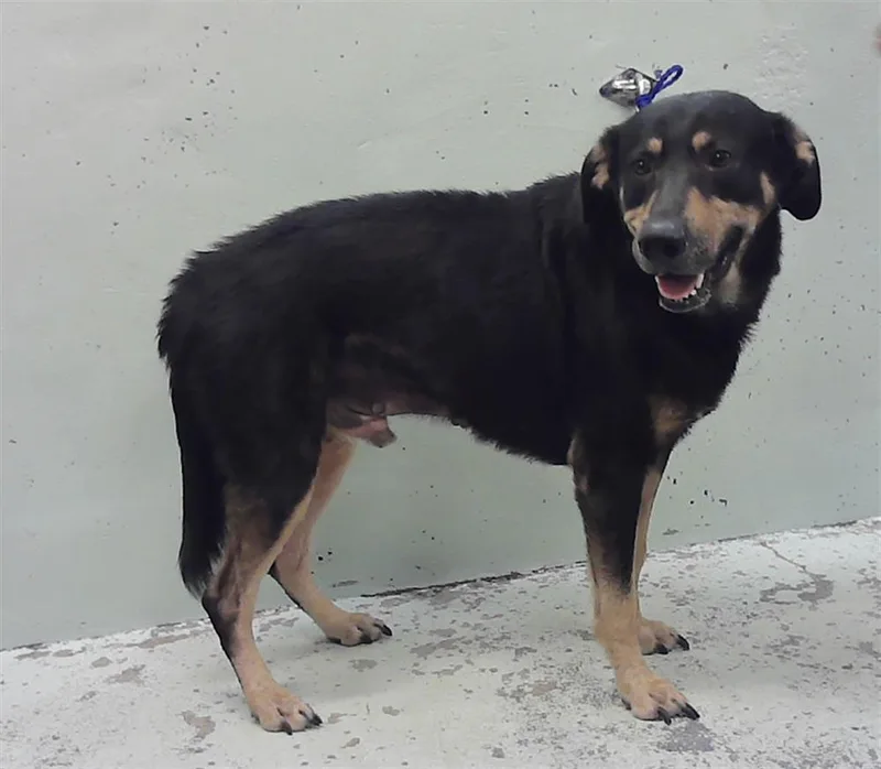 An adult medium-sized male German Shepherd Dog dog named Demon for adoption in Houston, TX