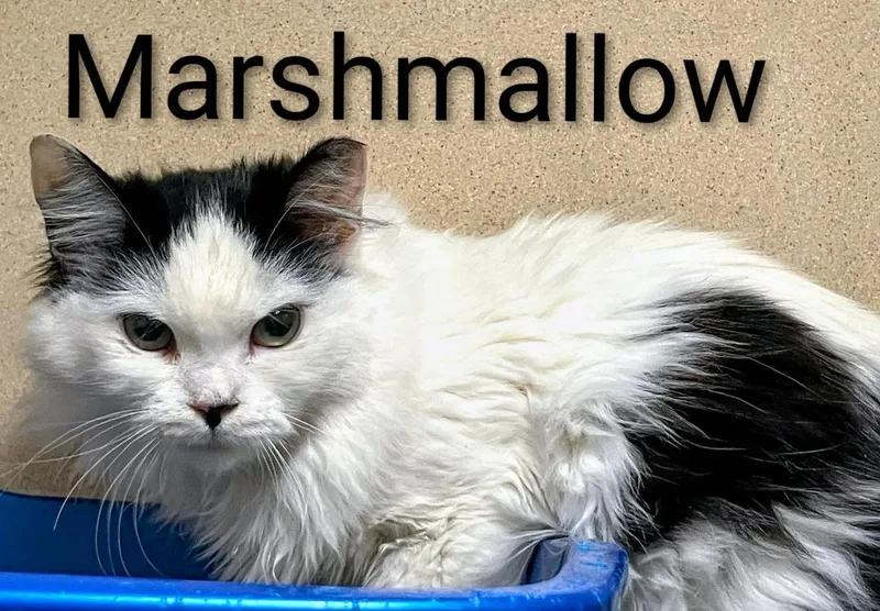 Marshmallow