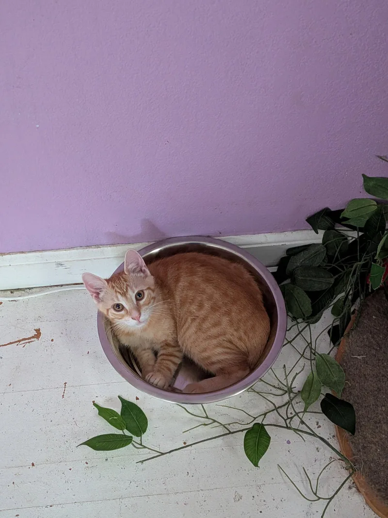 A baby medium-sized male Orange / Red Domestic Short Hair cat named Memphis DePay for adoption in Kansas City, MO