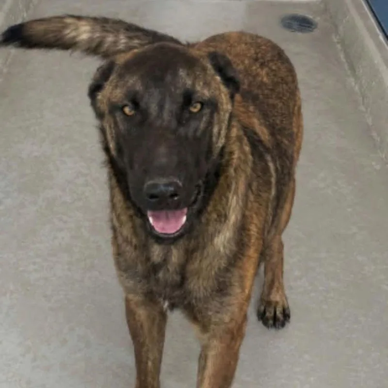 An adult large-sized male Shepherd dog named Ritter for adoption in Kingman, AZ