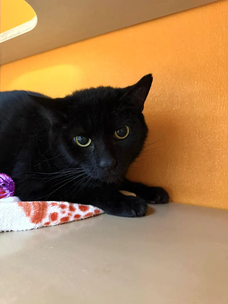An adult medium-sized male Black Domestic Short Hair cat named Flint Lockwood for adoption in Elyria, OH