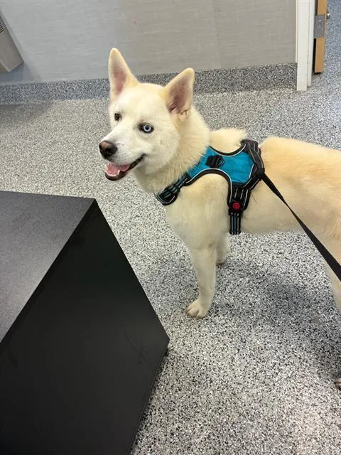 A young medium-sized male Siberian Husky dog named A for adoption in Palmetto, FL