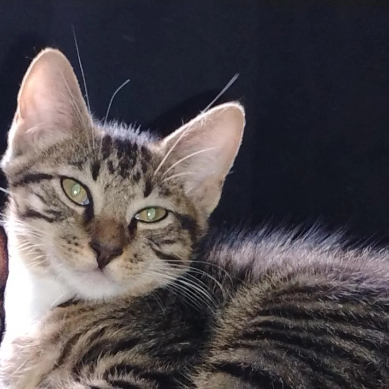 A young medium-sized male Brown / Chocolate Domestic Short Hair cat named Spiker for adoption in Lakeland, FL
