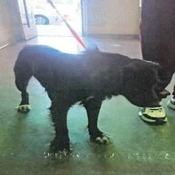 An adult medium-sized male Black Border Collie dog named Sloth A for adoption in Mission Hills, CA