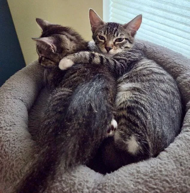 A baby medium-sized female Tabby (Brown / Chocolate) Tabby cat named Tessa & Twinky for adoption in The Dalles, OR