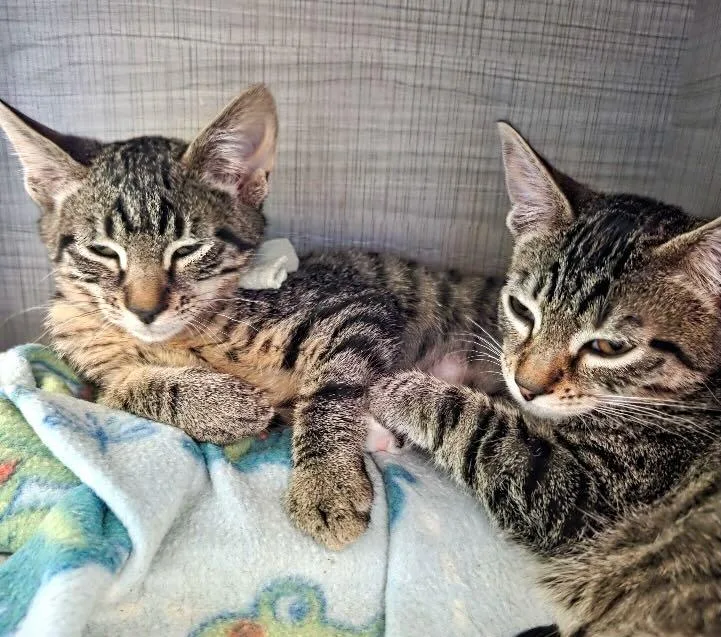Tessa & Twinky thumbnail 4