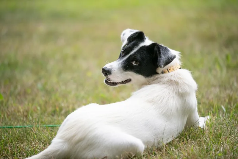 An adult medium-sized female Tricolor (Brown, Black, & White) Mixed Breed dog named Dolly Barkton for adoption in Lansing, MI