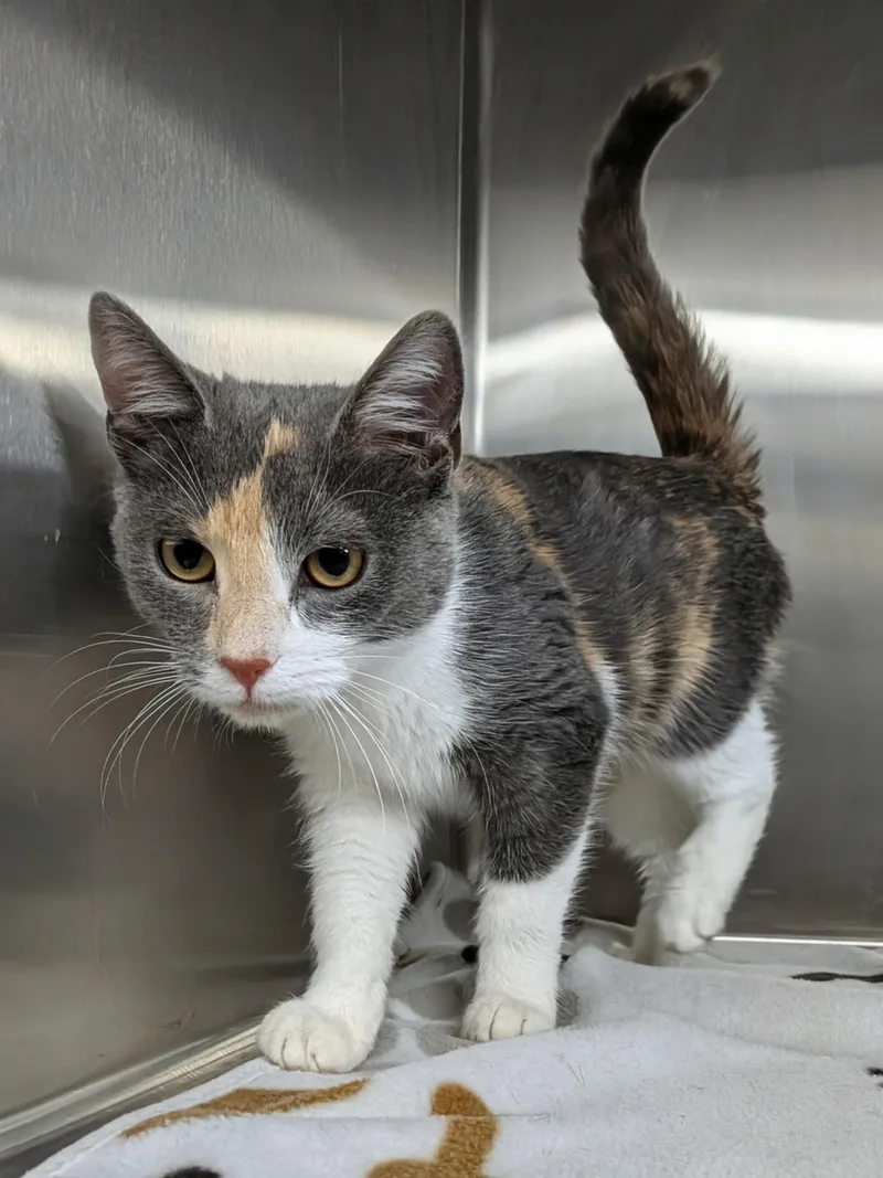 A young medium-sized female Dilute Calico cat named Sophia for adoption in Plainfield, NJ