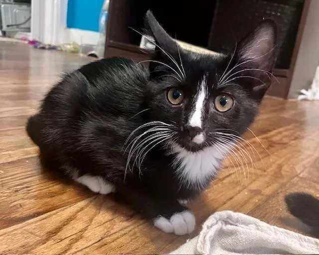 A young small-sized female Black & White / Tuxedo Domestic Short Hair cat named Quinn for adoption in Tyler, TX