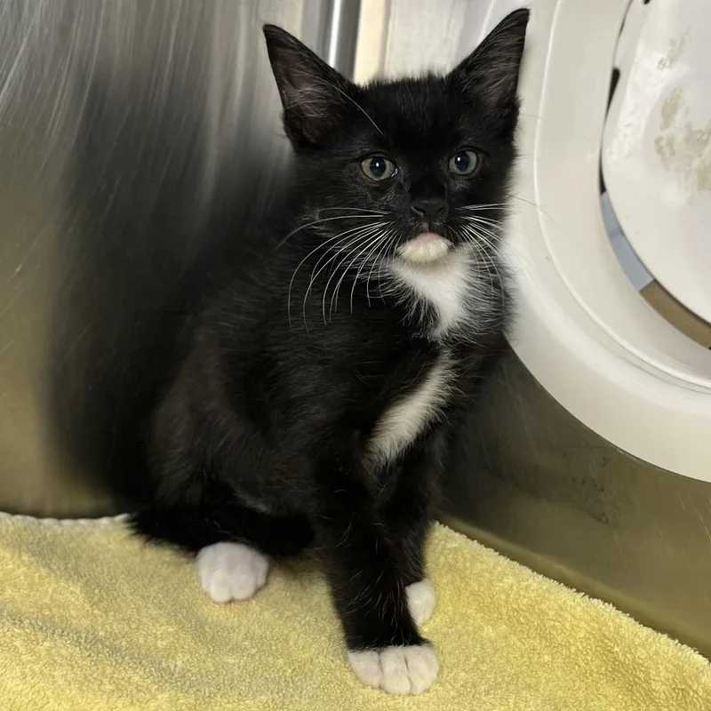 A baby small-sized male Domestic Short Hair cat named Yoplait for adoption in Palm Springs, CA