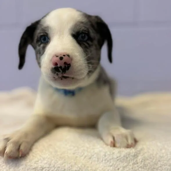 Frank Sinatra thumbnail 2