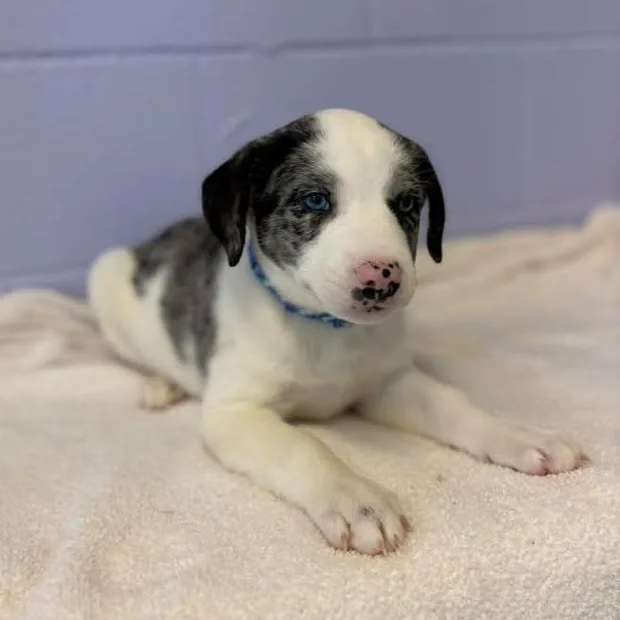 Frank Sinatra thumbnail 3