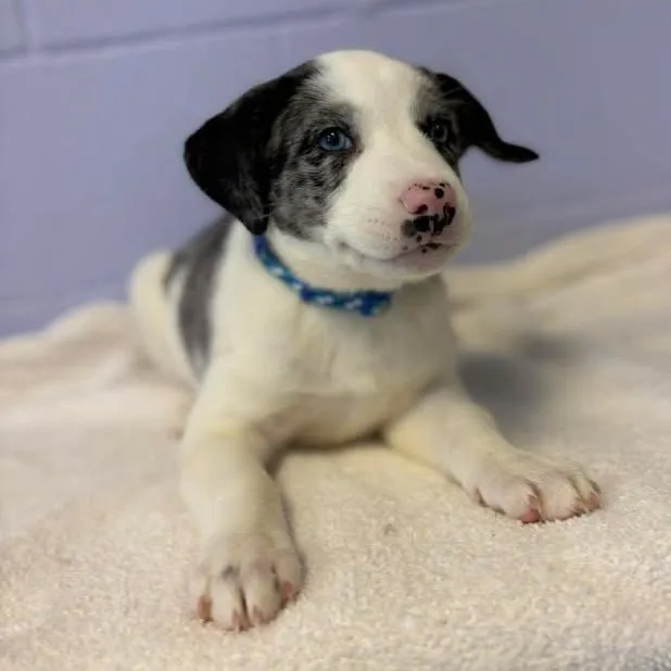 Frank Sinatra thumbnail 4