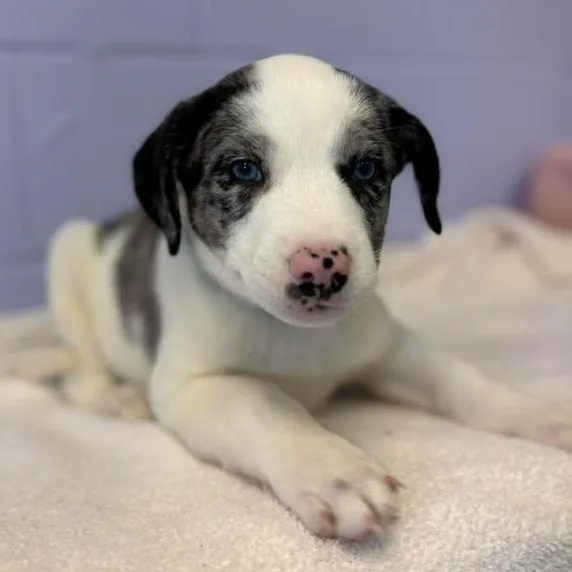 Frank Sinatra thumbnail 5