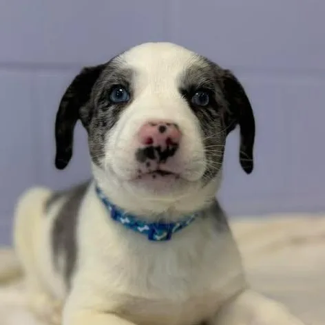 A baby medium-sized male Merle (Blue) Australian Shepherd dog named Frank Sinatra for adoption in Bardstown, KY