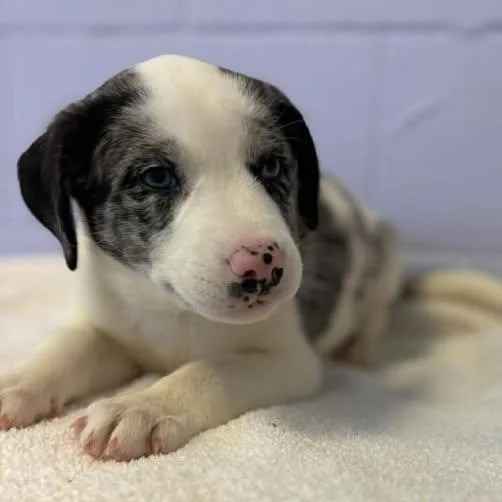 Frank Sinatra thumbnail 6