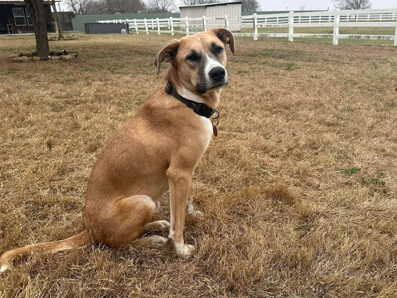 A young medium-sized male Black Black Mouth Cur dog named Flip for adoption in Seguin, TX