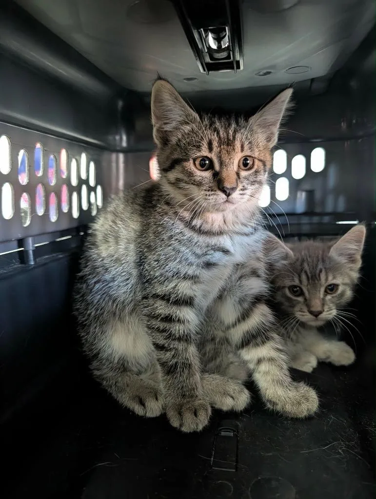 A baby medium-sized female Tabby cat named Burkina for adoption in Grand Junction, CO