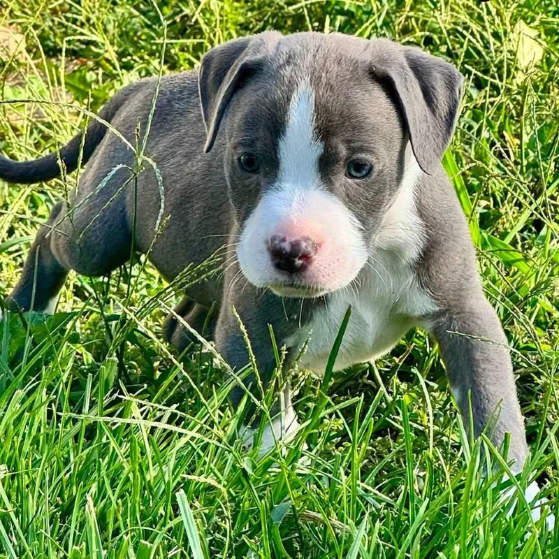 A baby medium-sized male Gray / Blue / Silver Pit Bull Terrier dog named Mechanical Bull Billy for adoption in Olathe, KS