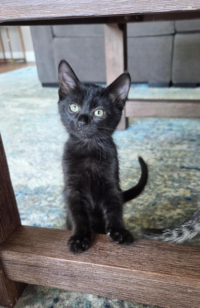 Licorice thumbnail 2