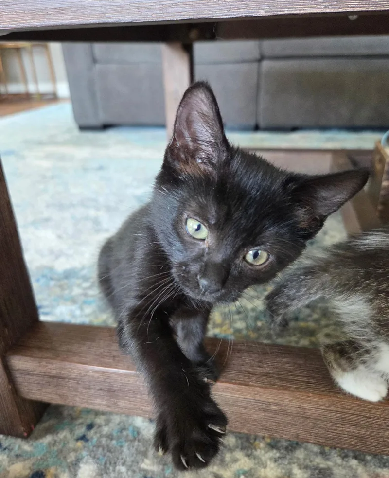 Licorice thumbnail 3