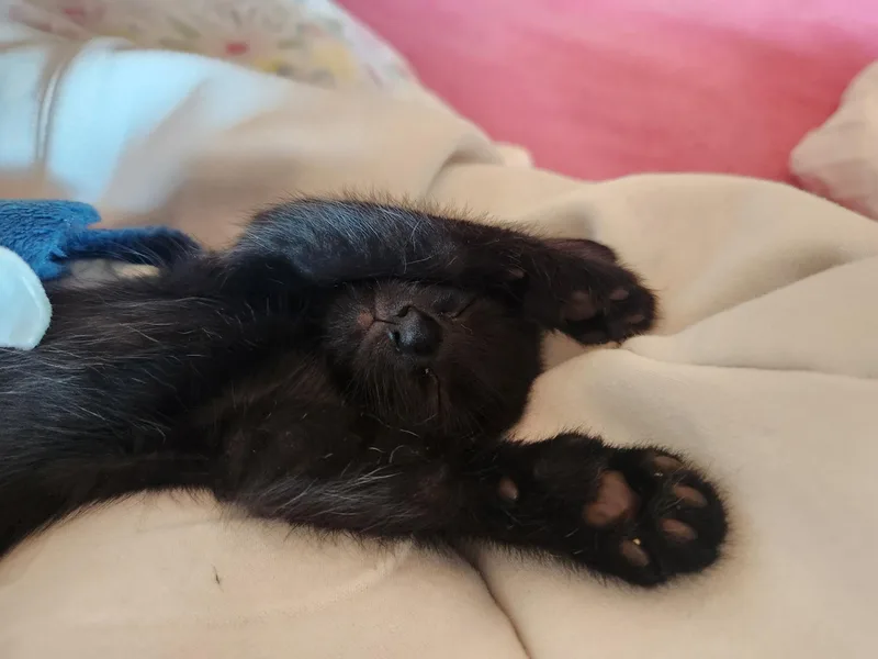 Licorice thumbnail 4