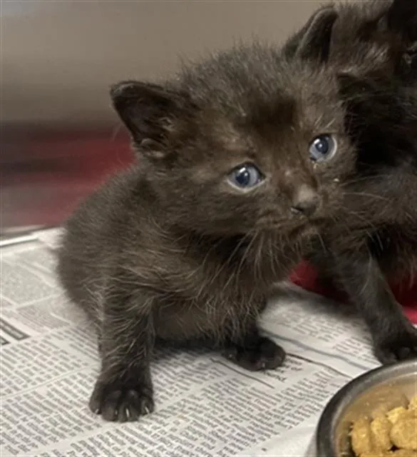 A baby small-sized male Domestic Short Hair cat named Winston for adoption in Houston, TX