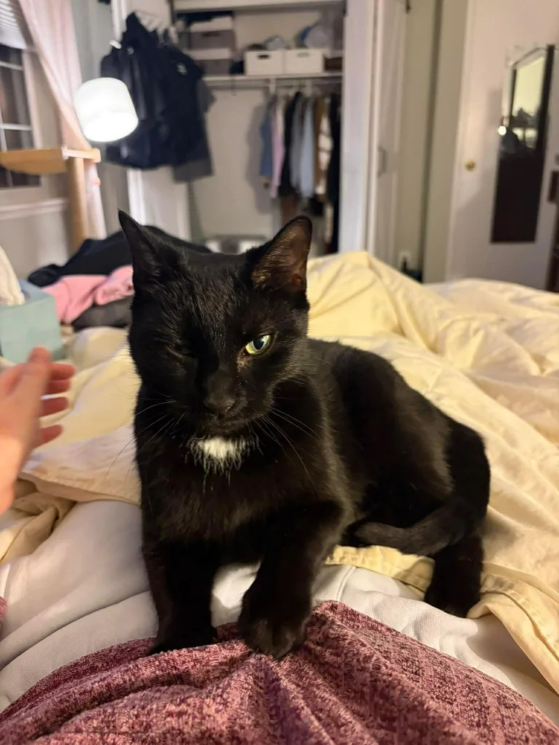 Blueberry Muffin thumbnail 2