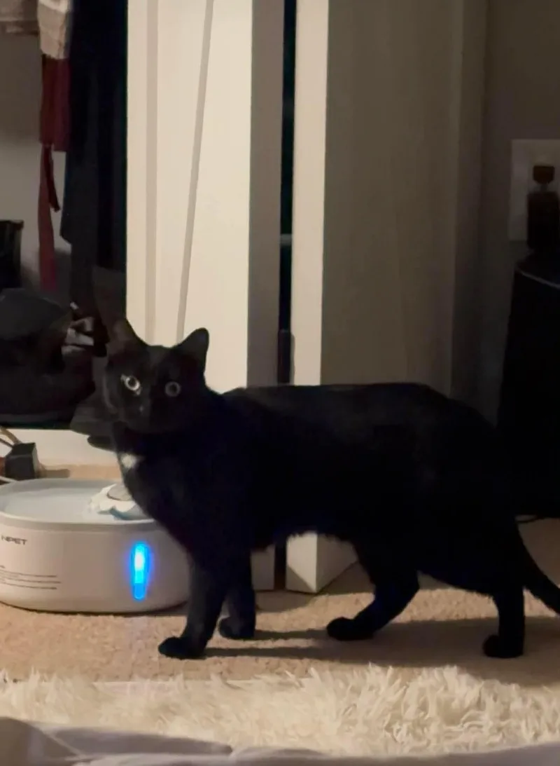 Blueberry Muffin thumbnail 3