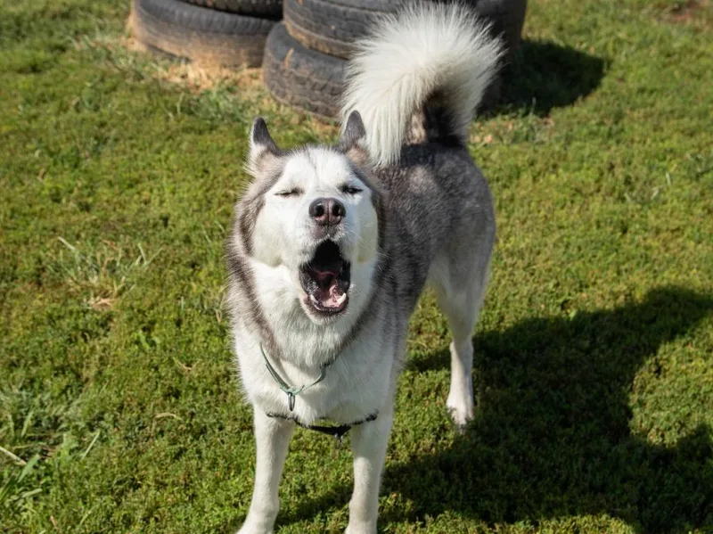 Balto thumbnail 4