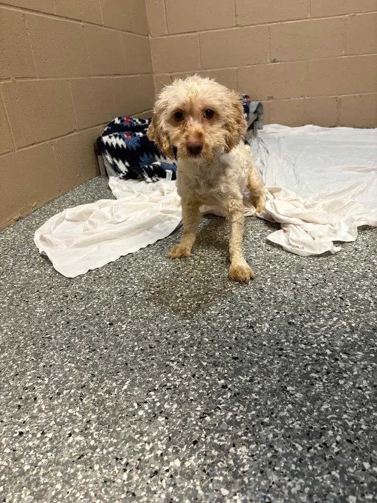 An adult small-sized male Cocker Spaniel dog named Zoom for adoption in Liverpool, NY