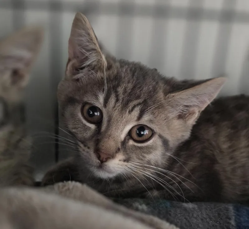 A baby medium-sized female Domestic Short Hair cat named Halo for adoption in Saginaw, MI