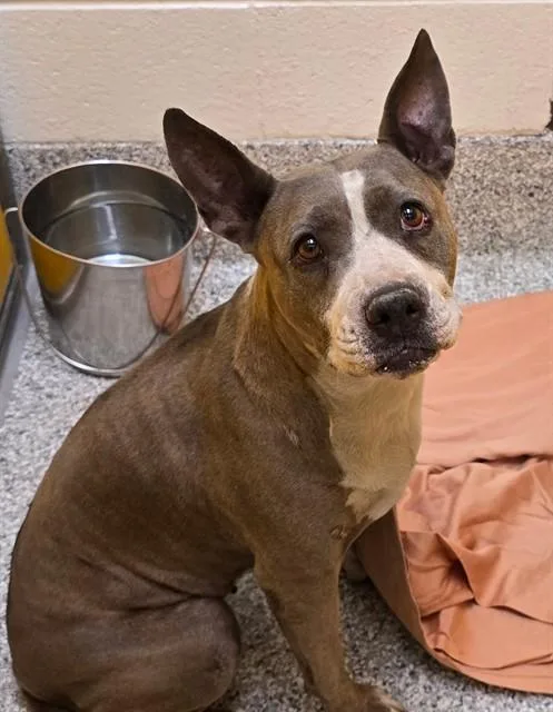 An adult medium-sized female Pit Bull Terrier dog named Bopeep for adoption in Tucson, AZ