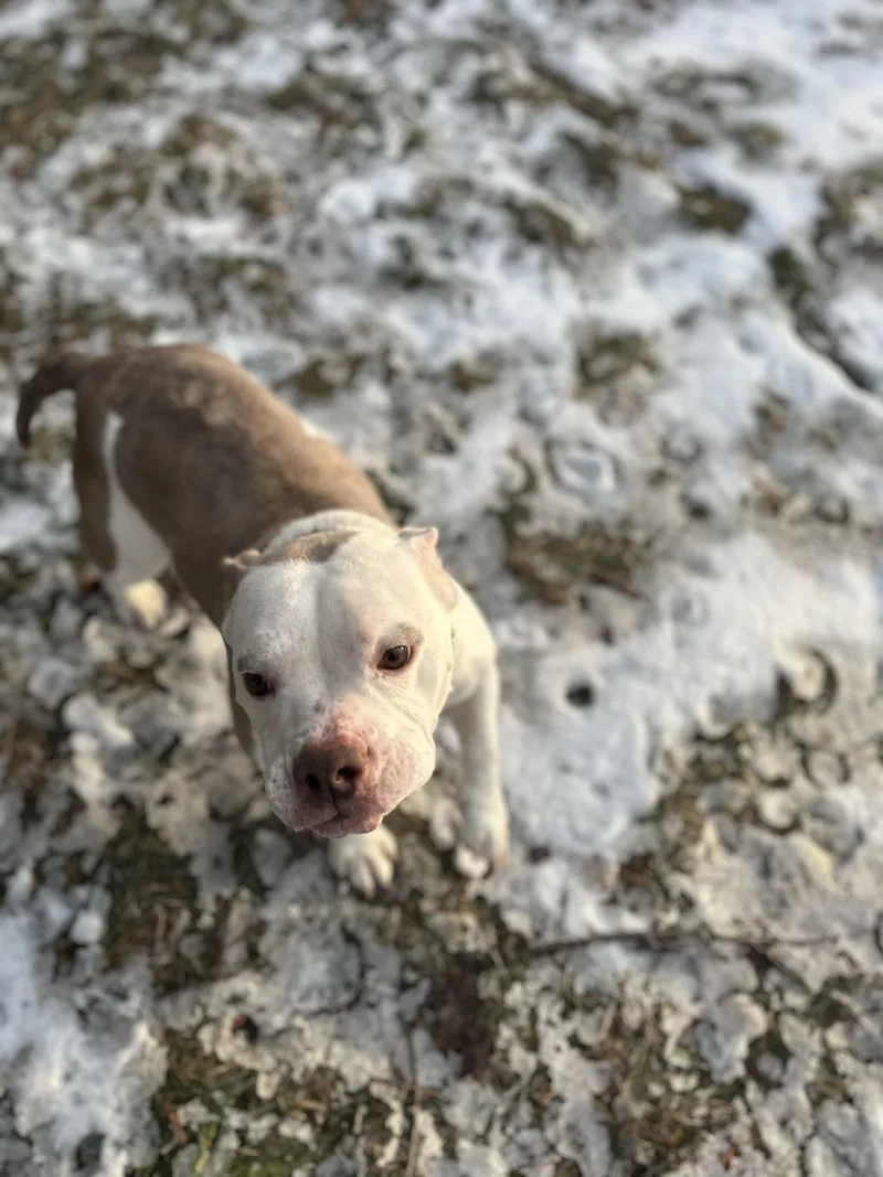 Marshmallow Frost