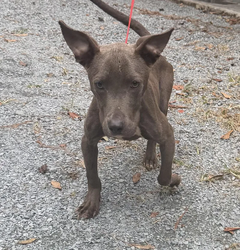A young small-sized male Mixed Breed dog named Brando for adoption in Elizabethtown, NC