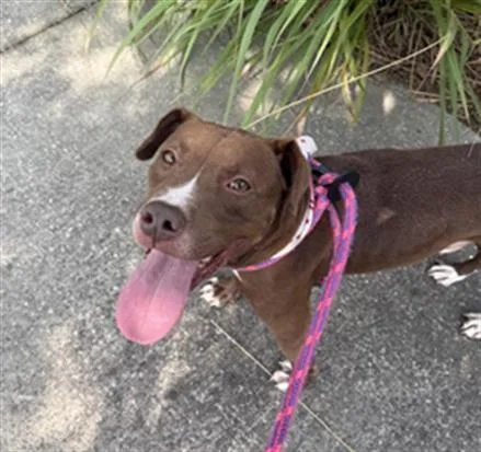 An adult medium-sized male Mixed Breed dog named Mercy for adoption in Jacksonville, FL