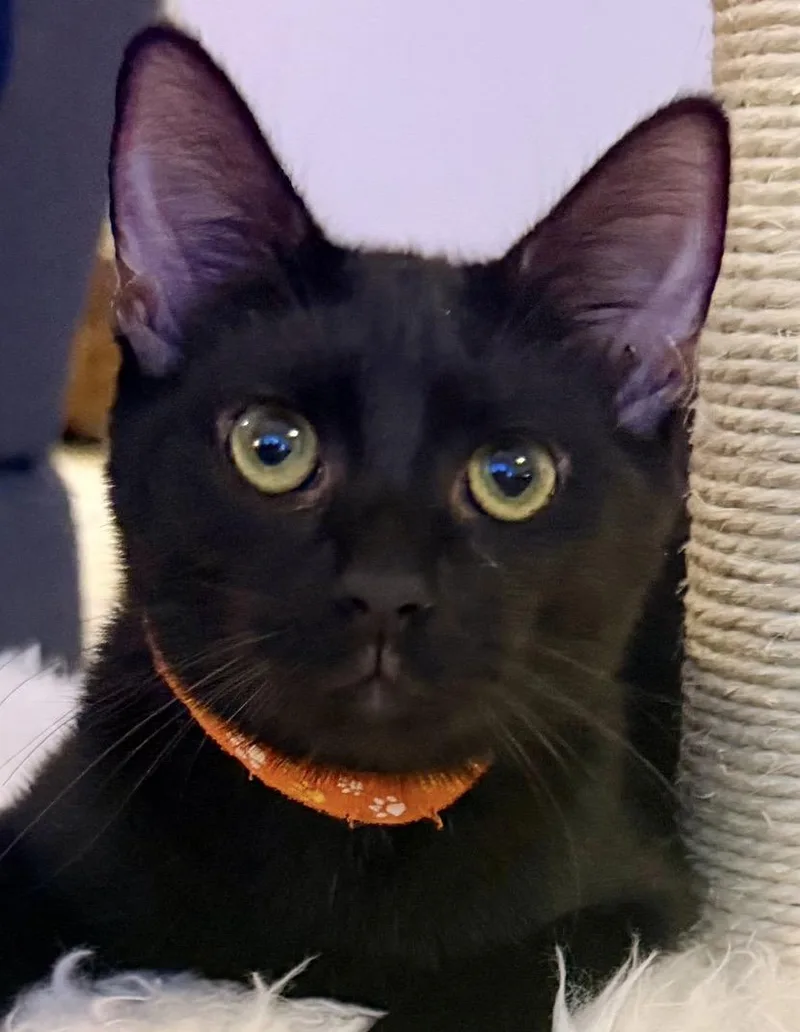 A baby medium-sized male Black Domestic Short Hair cat named Tino Tumble for adoption in Homestead, FL